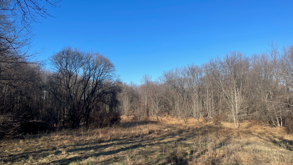 A forest clearing on a sunny day in winter.