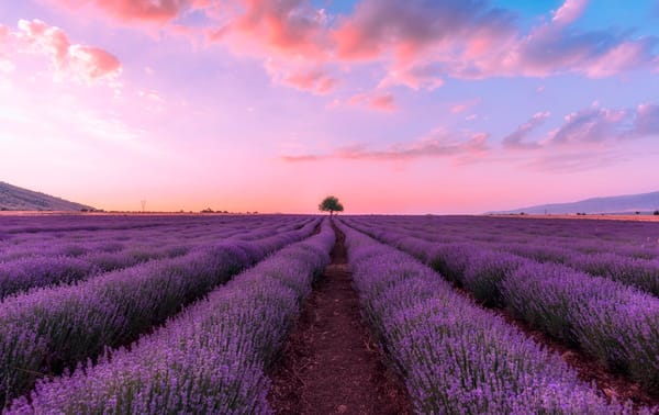Rows of violet lavender under a pink sky, high puffy clouds, and a distant single tree on the horizon.